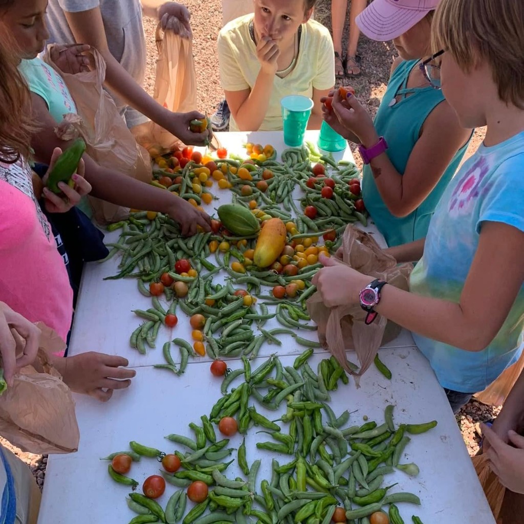 Community harvest table Green Thumb Initiative participants sorting peas and tomatoes after harvest