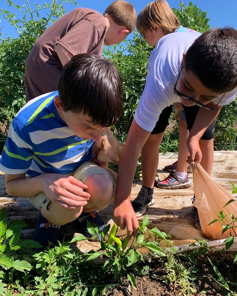 School garden harvest Green Thumb Initiative youth harvesting peppers in a school garden